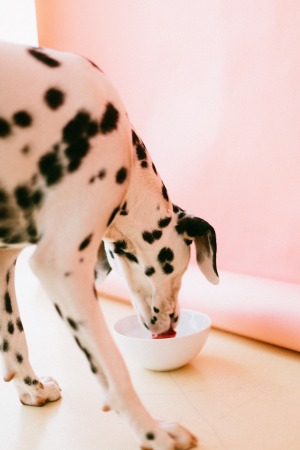 gallery/animal-animal-photography-bowl-1766480